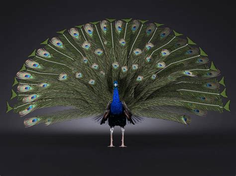 Peacock 3d Model By Squir