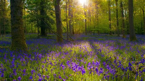 Forest Flowers Wallpapers Top Free Forest Flowers Backgrounds