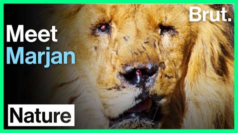 Meet Marjan Afghanistans Last Lion Youtube
