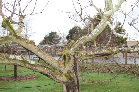 There won't be any fruits around without fertilized plant ovaries, after all. Pear and Apple Tree Pruning - On The Banks of Salt Creek