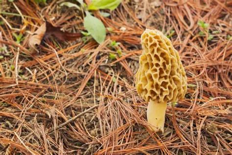 How To Find Morel Mushrooms Easy Guide For Beginners