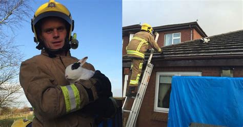 storm blows bunny onto rooftop firemen perform elaborate rescue bunny rescue bunny rescue