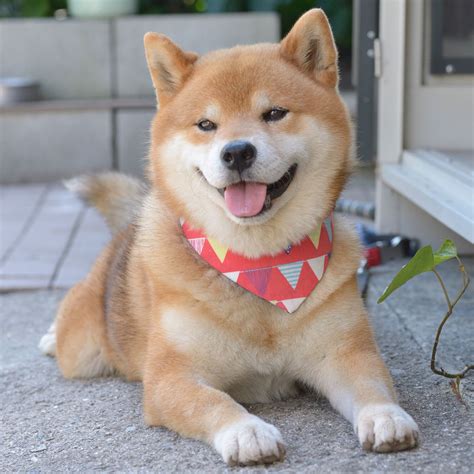 500+ Unique Japanese Dog Names with Meanings in 2020 – Best Dog's Names