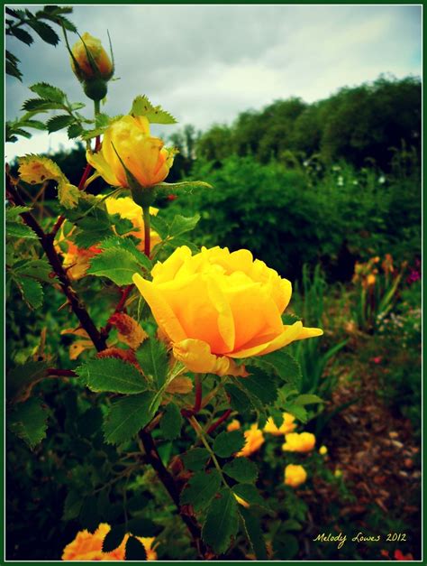Meanwhile Melody Muses Yellow Roses Flowers Photography