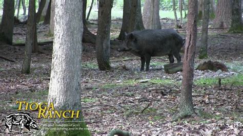 Bow Hunting Trophy Russian Boar Hunting In Pa Tioga Ranch Youtube