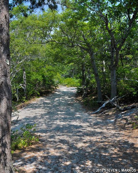 Cape Cod National Seashore Beech Forest Trail Bringing You America