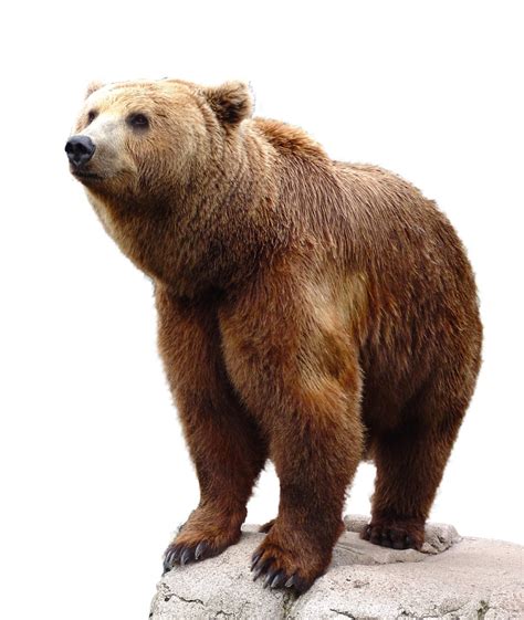 野生棕色熊自然动物野生动物孤立透明图片免费下载自然风景素材免费下载办图网