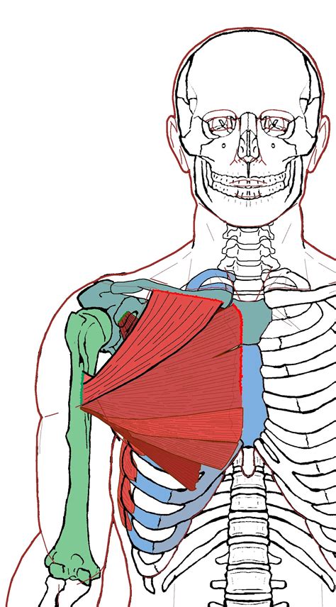 This page provides an overview of the chest muscle group. Extrinsic Chest Muscles - Functional Anatomy (With images ...