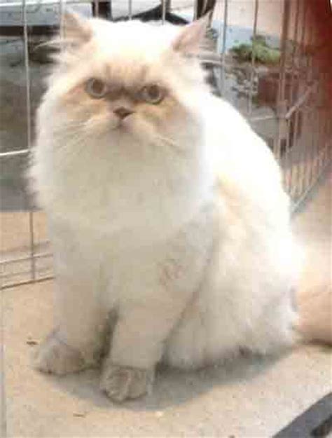 8 Cool Persian And Himalayan Cat Rescue Biological Science Picture