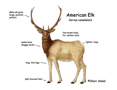 And his dad survived a harrowing bowhunt for elk. Elk (American)