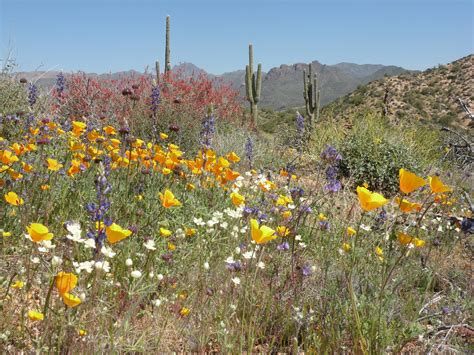Wildflower Scenic Drives And Hikes Around Arizona