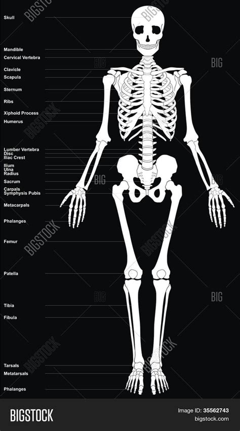 Our bodies are supported by the skeletal system, which consists of 206 bones that are connected by. Human Skeleton (All Major Bones Image & Photo | Bigstock
