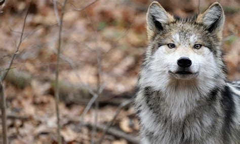 Download Majestic Mexican Wolf In The Wild Wallpaper