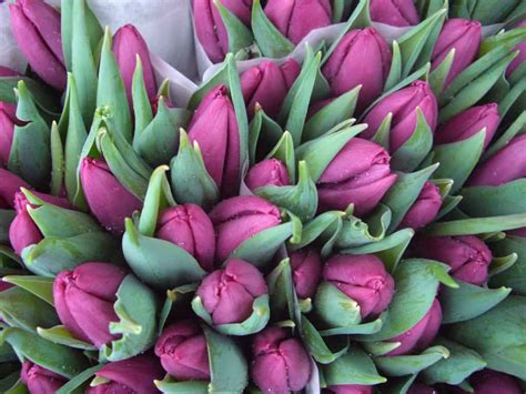 ¿qué Significado Tienen Los Colores De Los Tulipanes