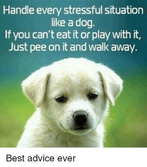 Edit your image and make a meme. Handle Every Stressful Situation Like a Dog if You Can't Eat It or Play With It Just Pee on It ...