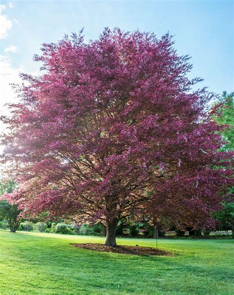 Tricolor Beech Fagus Sylvatica Purpurea Tricolor Beech Tree