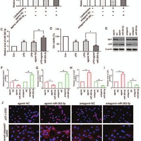 mir 363 3p enhances lps induced chondrocyte apoptosis and promotes the download scientific