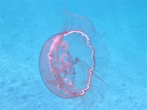 Southern Moon Jelly Jellyfish Of The Cape Fear Region Nc · Inaturalist