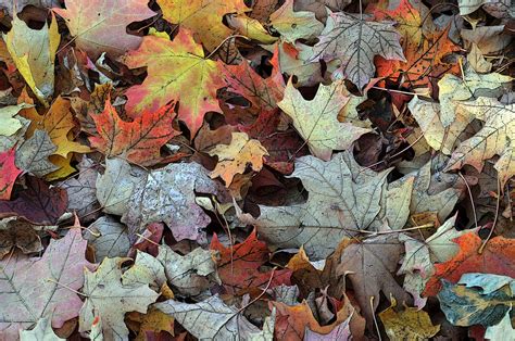 Fallen Autumn Leaves Background Free Stock Photo Public