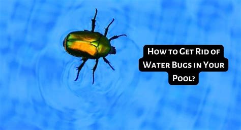 How To Get Rid Of Water Bugs In Your Pool 3 Easy Steps To A Cleaner