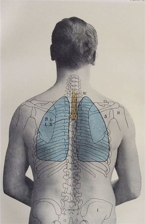 Best 25 Human Anatomy Model Ideas On Pinterest Human Anatomy 3d