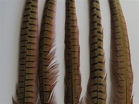 Pheasant Tail Feathers Extra Long Feathergirl