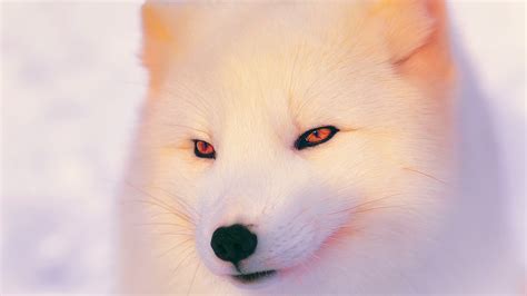 Arctic Fox Wallpaper Beautiful White Animal Wallpaper Download 1920x1080
