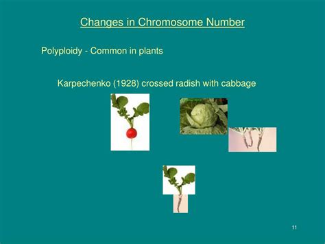 Ppt Cytogenetics Powerpoint Presentation Free Download Id1957303