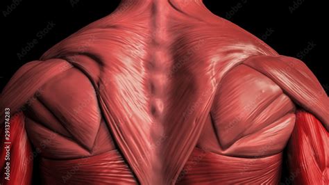 Back Muscles Anatomy Of Male 3d Render Stock Illustration Adobe Stock