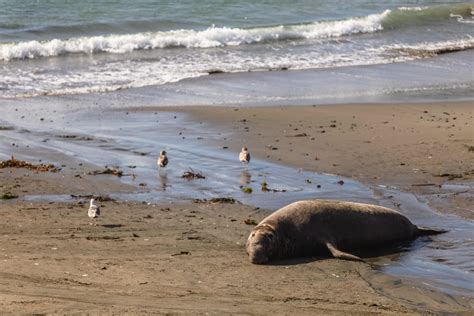 Elephant Seal Laying Beach Visit San Simeon
