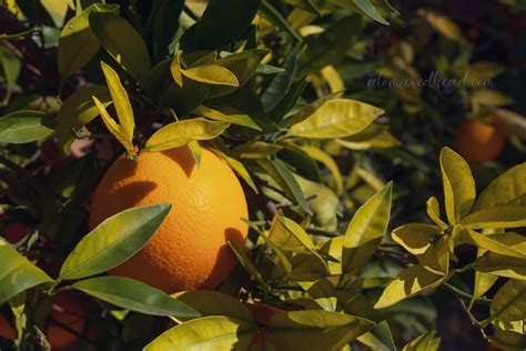 Tracing Californias Orange Roots At The Citrus State Historic Park