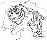 Tiger Coloring Printable sketch template