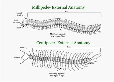 Centipedes Millipedes Labelled Diagram Of Millipede Hd Png Download