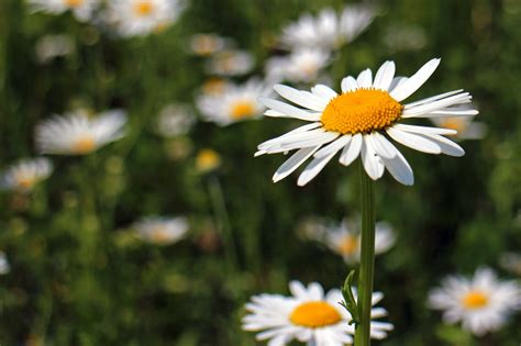 Sunshine duration is a climatological indicator, measuring duration of sunshine in given period (usually, a day or a year) for a given location on earth, typically expressed as an averaged value over several years. Free picture: nature, flower, summer, flora, meadow ...