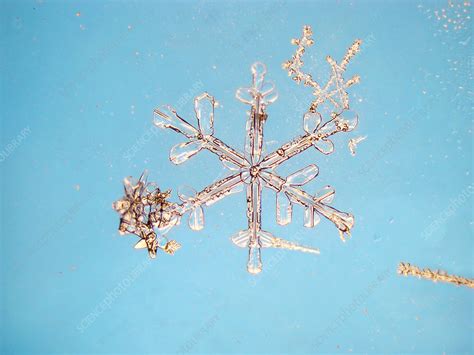 Snowflakes Stock Image E1270536 Science Photo Library