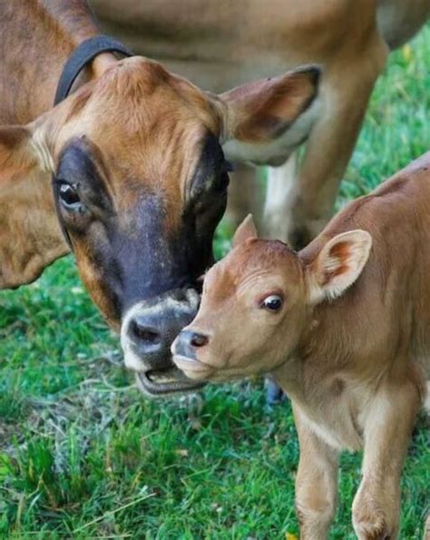 Mother Love A Cow Checking On Her Cute Calf Jerseys Are A Small Breed