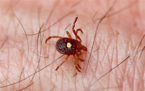 Tick Identification And Control Guide
