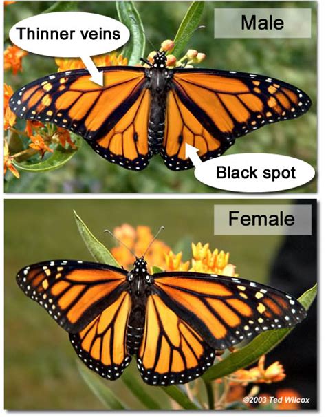 photo gallery from slideshow do you know a monarch when you see one practice with monarch