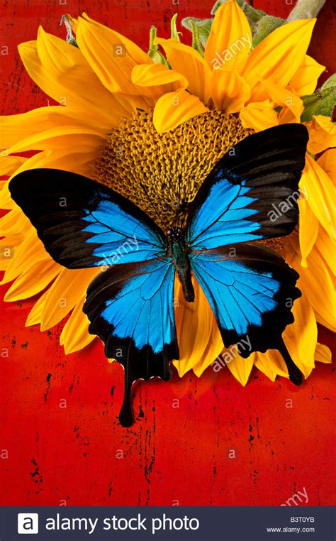 Blue Butterfly On Sunflower On Red Background Stock Photo