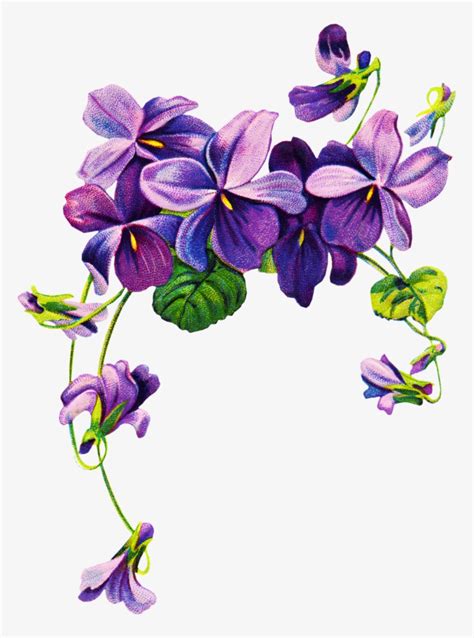 African Violets Border Clip Art Purple Flower Border Png Png Image