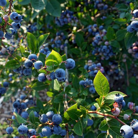 When To Plant A Blueberry Bush Garden Guides