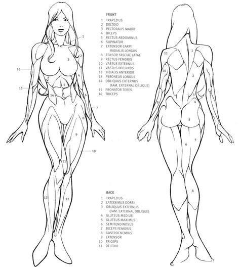 Drawing Female Body Human Anatomy Drawing Human Figure Drawing