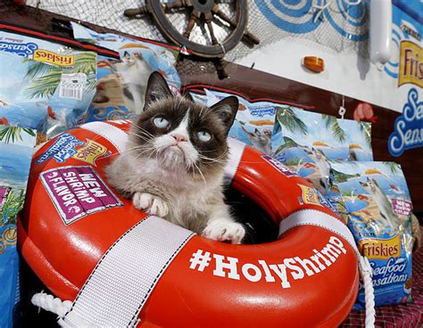 Grumpy Cat Meme Generator Popsugar Tech