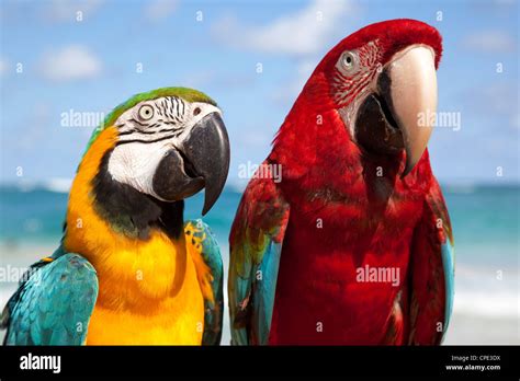 Parrot Dominican Republic Caribbean Hi Res Stock Photography And Images