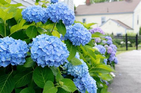 Blue Hydrangeas Care How To Grow And Care In Home Plans