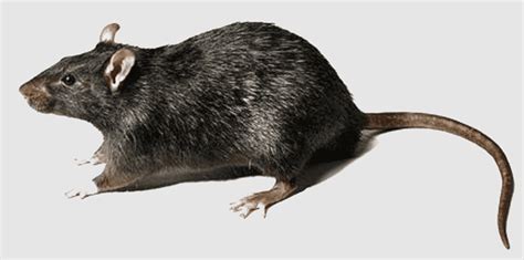 Laotian Rock Rat Placentia California Brea Brown Rat Black Rat
