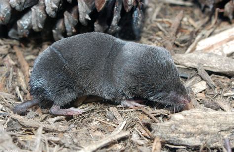 Northern Short Tailed Shrew Alchetron The Free Social Encyclopedia