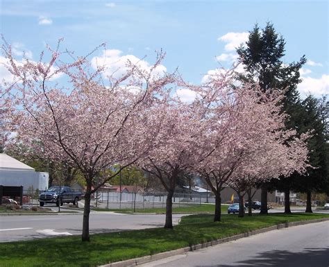 Autunalis Rosea Flowering Cherry Tree Cherry Tree Pink Blossom