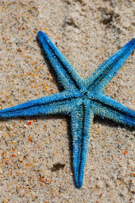 Blue Starfish Favorite Photos Starfish Ocean Creatures Sea Creatures