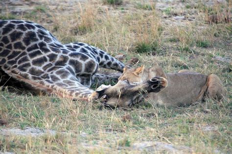 Can A Single Lion Kill A Giraffe Bull Answered Carnivora